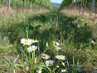 Soubor vinic v atraktivních lokalitách, kde vznikají nejlepší vína na Jižní Moravě. - IMG_20230810_143446 - kopie.jpg