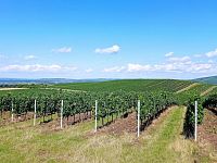 Soubor vinic v atraktivních lokalitách, kde vznikají nejlepší vína na Jižní Moravě. - IMG_20230810_145155 - kopie.jpg