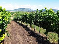 Soubor vinic v atraktivních lokalitách, kde vznikají nejlepší vína na Jižní Moravě. - IMG_20230810_145832 - kopie.jpg