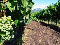 Soubor vinic v atraktivních lokalitách, kde vznikají nejlepší vína na Jižní Moravě. - IMG_20230810_145929 - kopie.jpg