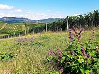 Soubor vinic v atraktivních lokalitách, kde vznikají nejlepší vína na Jižní Moravě. - IMG_20230810_152104 - kopie.jpg