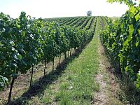 Soubor vinic v atraktivních lokalitách, kde vznikají nejlepší vína na Jižní Moravě. - IMG_20230810_152650 - kopie.jpg