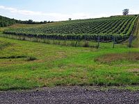 Soubor vinic v atraktivních lokalitách, kde vznikají nejlepší vína na Jižní Moravě. - IMG_20230810_152806 - kopie.jpg