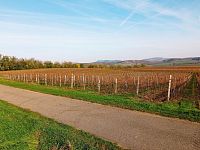 Plně plodící vinice o výměře 43 203m2 ve vinařské obci Novosedly. - IMG_20241105_135845.jpg