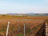 Plně plodící vinice o výměře 43 203m2 ve vinařské obci Novosedly. - IMG_20241105_140604.jpg