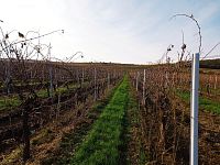 Plně plodící vinice o výměře 43 203m2 ve vinařské obci Novosedly. - IMG_20241105_141353.jpg