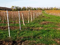 Plně plodící vinice o výměře 43 203m2 ve vinařské obci Novosedly. - IMG_20241105_141728.jpg