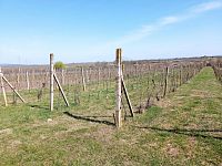 Prodej vinice v plné plodnosti ve Valticích - IMG_20220413_101332.jpg