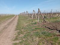 Podíl ve výši id. 3/4 na vinici v k.ú. Úvaly u Valtic - IMG_20220413_111411.jpg