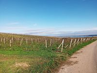 Vinice v Pavlově - v okouzlující krajině pod Pálavou. - IMG_20221107_121759.jpg