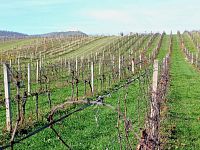 Vinice v Pavlově - v okouzlující krajině pod Pálavou. - IMG_20221107_122114.jpg