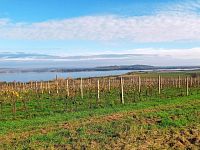 Vinice v Pavlově - v okouzlující krajině pod Pálavou. - IMG_20221107_123933.jpg