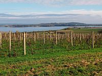 Vinice v Pavlově - v okouzlující krajině pod Pálavou. - IMG_20221107_123956.jpg