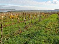 Vinice v Pavlově - v okouzlující krajině pod Pálavou. - IMG_20221107_124343.jpg