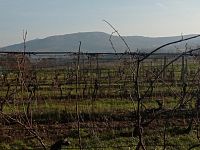 Registrovaná vinice o výměře 6073 m2 v Dolních Dunajovicích - IMG_20241125_102816.jpg