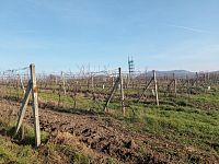 Registrovaná vinice o výměře 6073 m2 v Dolních Dunajovicích - IMG_20241125_102925.jpg