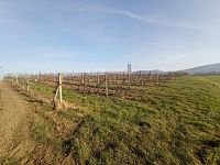 Registrovaná vinice o výměře 6073 m2 v Dolních Dunajovicích