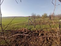 Registrovaná vinice o výměře 6073 m2 v Dolních Dunajovicích - IMG_20241125_103055.jpg