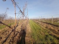 Registrovaná vinice o výměře 6073 m2 v Dolních Dunajovicích - IMG_20241125_103101.jpg