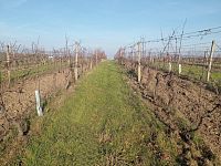 Registrovaná vinice o výměře 6073 m2 v Dolních Dunajovicích - IMG_20241125_103205.jpg