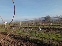 Registrovaná vinice o výměře 6073 m2 v Dolních Dunajovicích - IMG_20241125_103256.jpg