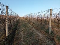 Prodej vinice ve viniční trati "Růžová hora" v obci Novosedly.