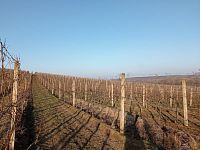 Prodej vinice ve viniční trati "Růžová hora" v obci Novosedly. - IMG_20260120_144904.jpg