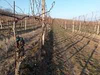 Prodej vinice ve viniční trati "Růžová hora" v obci Novosedly. - IMG_20260120_144925.jpg