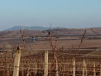 Prodej vinice ve viniční trati "Růžová hora" v obci Novosedly. - IMG_20260120_144944.jpg