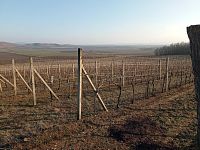 Prodej vinice ve viniční trati "Růžová hora" v obci Novosedly. - IMG_20260120_145157.jpg