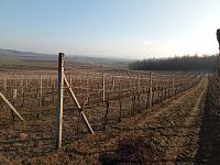 Prodej vinice ve viniční trati "Růžová hora" v obci Novosedly. - IMG_20260120_145200.jpg