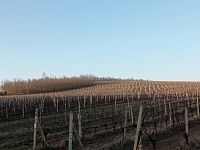 Prodej vinice ve viniční trati "Růžová hora" v obci Novosedly. - IMG_20260120_145628.jpg