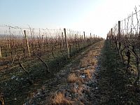 Prodej vinice ve viniční trati "Růžová hora" v obci Novosedly. - IMG_20260120_150245.jpg