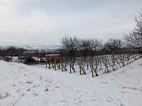 Prodej zahrádky se vzrostlými stromy meruněk v blízkosti přírodní rezervace Turold v Mikulově - IMG_20260217_115317.jpg