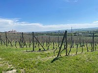 Svažitá vinice na okraji Mikulova s dobrou dostupností a krásnými výhledy. - IMG_0318.jpeg