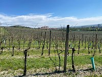 Svažitá vinice na okraji Mikulova s dobrou dostupností a krásnými výhledy. - IMG_0320.jpeg