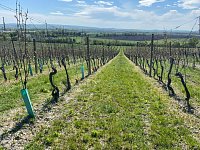 Svažitá vinice na okraji Mikulova s dobrou dostupností a krásnými výhledy. - IMG_0322.jpeg