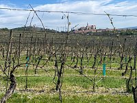 Svažitá vinice na okraji Mikulova s dobrou dostupností a krásnými výhledy. - IMG_0323.jpeg