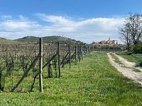 Svažitá vinice na okraji Mikulova s dobrou dostupností a krásnými výhledy. - IMG_0331.jpeg