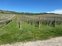 Svažitá vinice na okraji Mikulova s dobrou dostupností a krásnými výhledy. - IMG_0332.jpeg