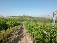 Prodej plně plodící vinice ve vyhledávané lokalitě pod Pálavou. - IMG_20260619_075804.jpg