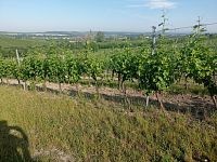 Prodej plně plodící vinice ve vyhledávané lokalitě pod Pálavou. - IMG_20260619_075835.jpg