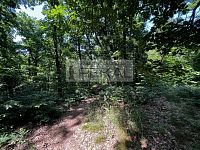 Lesní pozemek Praha-východ Zdiby - IMG_7398.jpg