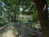 Lesní pozemek Praha-východ Zdiby - IMG_7399.jpg