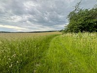 Pozemek stavební a zemědělská půda okr. Rakovník - Jesenice - IMG_2028.jpg