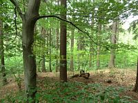 Lesní pozemky k.ú. Velíková, okr. Zlín, CP 179 312 m2 - CIMG0306.JPG