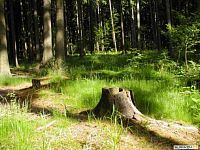 Lesní pozemky k.ú. Velíková, okr. Zlín, CP 26699 m2 - 528-zdanicky_les.jpg