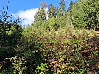 Lesní pozemky k.ú. Velíková, okr. Zlín, CP 152 613 m2 - 1081.jpg