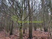 Prodej lesního pozemku k.ú. Křemenec, Konice, okr. Prostějov, CP 10385 m2