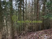 Prodej lesního pozemku k.ú. Křemenec, Konice, okr. Prostějov, CP 10385 m2 - IMG_0946.JPG